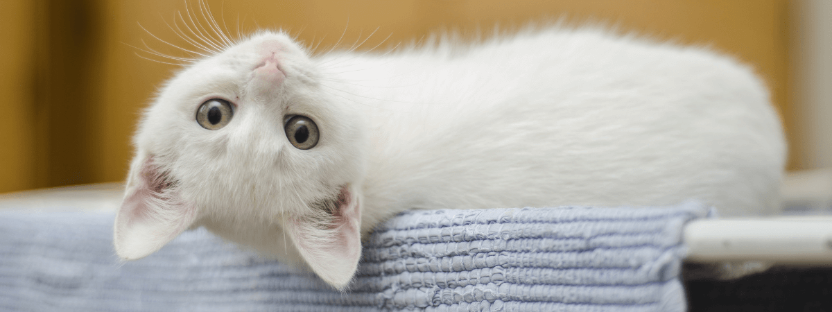 A relaxed cat looks at the camera.