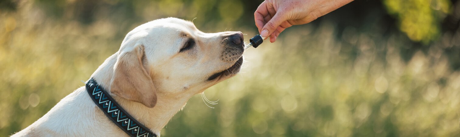 A large dog receiving a dose of CBD oil.